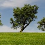Matinale Orée « COP14, COP24, quels enjeux innovants pour le droit ? »